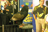 Name: Show 12.jpg
Views: 361
Size: 76.1 KB
Description: A Bateleur Eagle.  Absolutely huge and impressive.  Does bird show attractions.