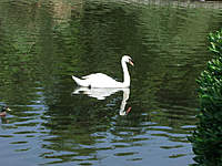 Name: DSCF0600.jpg
Views: 93
Size: 113.8 KB
Description: Very pretty swan