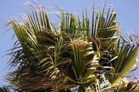 Name: Pismo_Beach02.jpg
Views: 492
Size: 155.8 KB
Description: Hi-res palm fronds