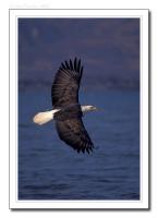 Name: EagleFlightVertical.jpg
Views: 1581
Size: 49.0 KB
Description: 