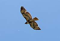 Name: DSC_3954_DxO_raw (Custom).jpg
Views: 184
Size: 26.0 KB
Description: Our hawk "buddy" showing off.