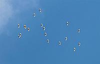 Name: DSC_7813_DxO.jpg
Views: 140
Size: 51.8 KB
Description: Flock of birds (Storks?) way up there! Saw these guys up above the DHLG's,  Bear in mind, I'm using a 300mm lens (450mm in 35mm terms) and this picture is cropped down by 1/2. So they be way up there!