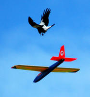 Name: m1.jpg
Views: 483
Size: 83.1 KB
Description: Magpie coming in hot!