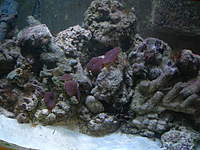 Name: DSCN1311.jpg
Views: 440
Size: 109.0 KB
Description: Purple mushrooms,other stuff...there is that pencil urchin,almost did not see it there.