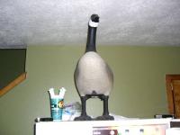 Name: CIMG0247.jpg
Views: 828
Size: 32.9 KB
Description: I didn't even ask about the goose on the fridge. 