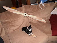 Name: P4200681.jpg
Views: 1182
Size: 165.1 KB
Description: 1/2 scale Sopwith Camel propeller in proportion to my dog.