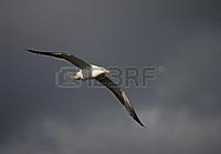 Name: 6915323-lesser-black-backed-gull-soaring-in-cloudy-blue-sky-with-fully-open-wing-under-strong-su.jpg
Views: 194
Size: 11.6 KB
Description: left turn: note that not only is the head turned left as YAW input, but entire body curved to follow