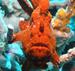 redfrogfish's Avatar